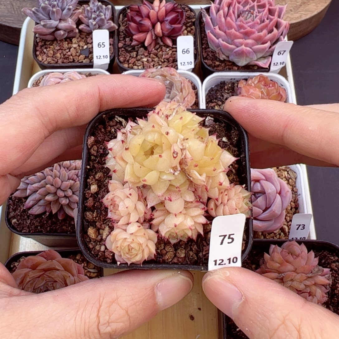 好好看75、哈哈哈哈