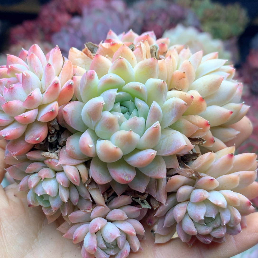 1238杂交多肉植物