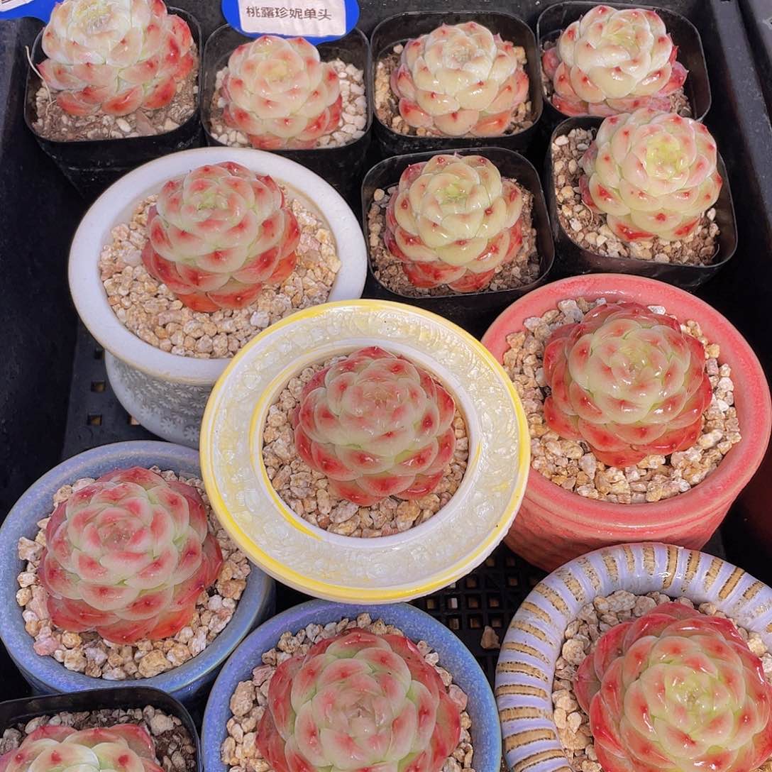 量拍116号 桃露珍妮单头一个