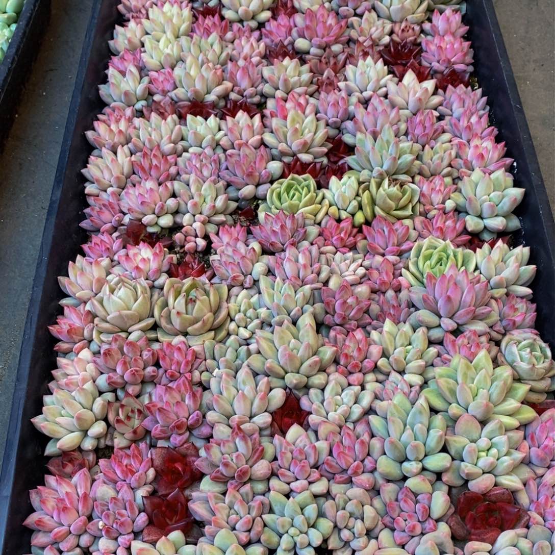 风201多肉植物保护研究所所长