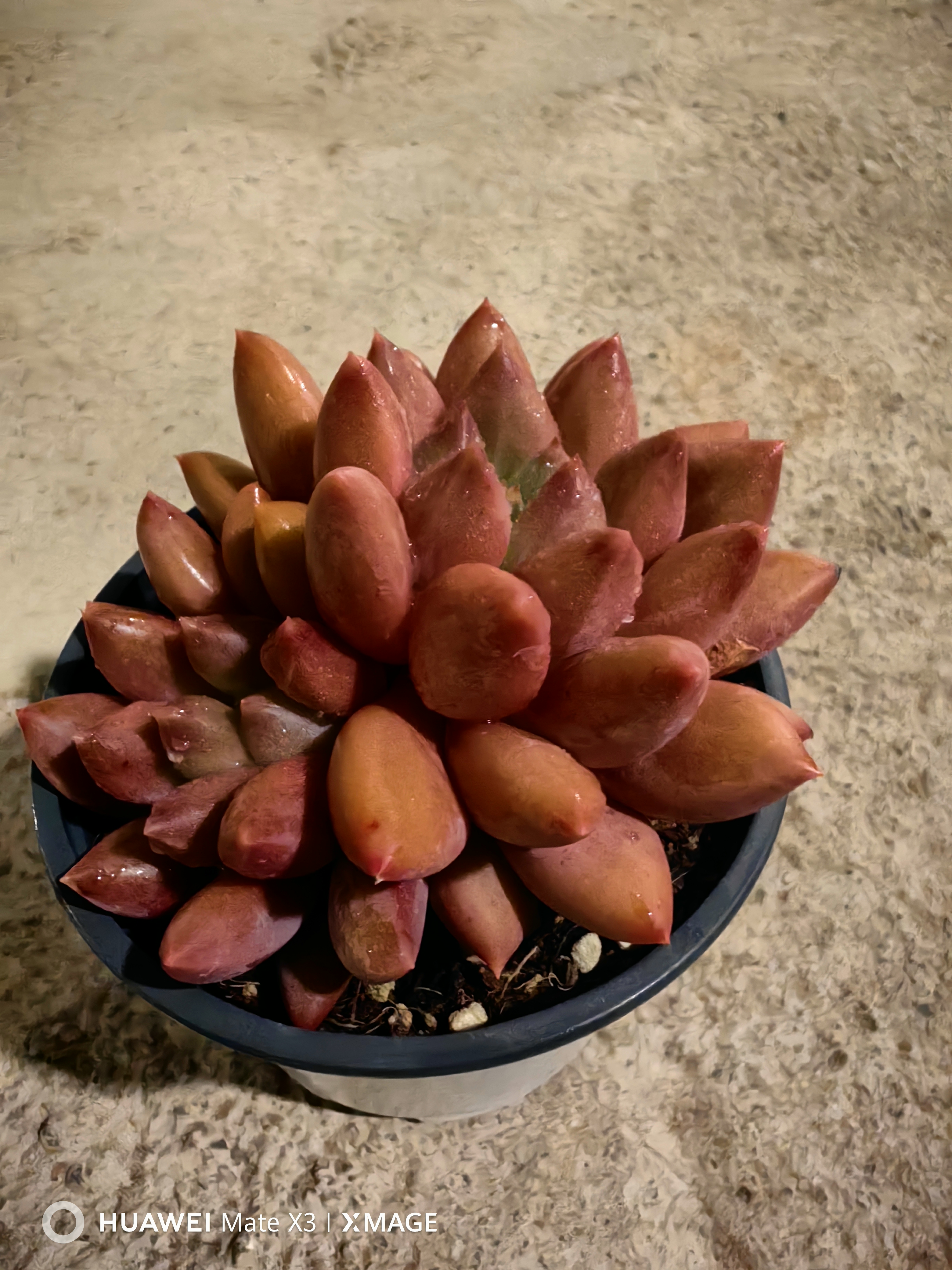 景天老桩多肉植物室内阳台桌面迷你小盆栽好养