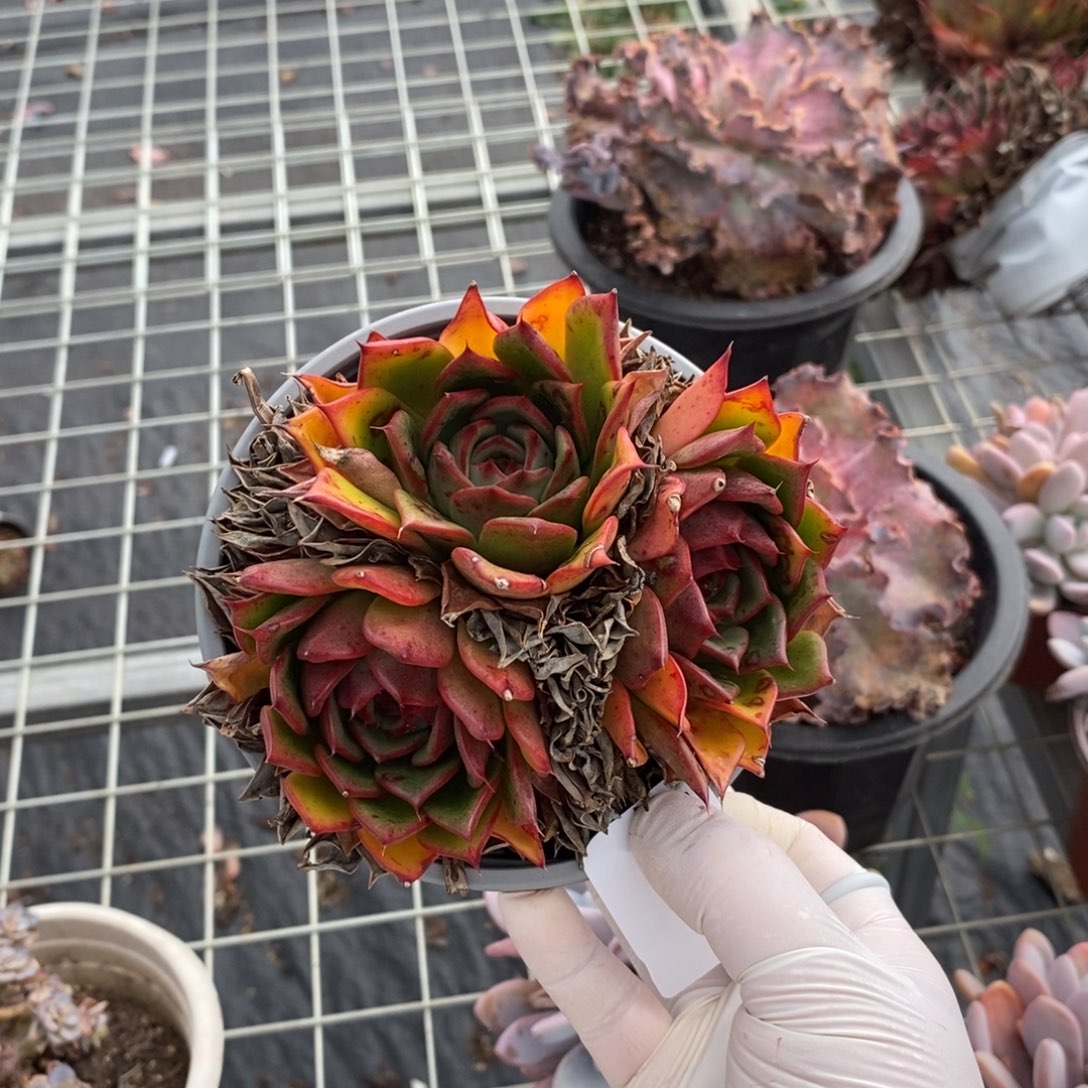 282口红多头一物一拍