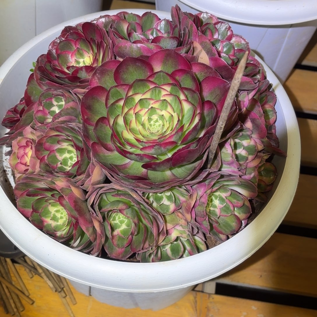 云南多肉植物鸿运