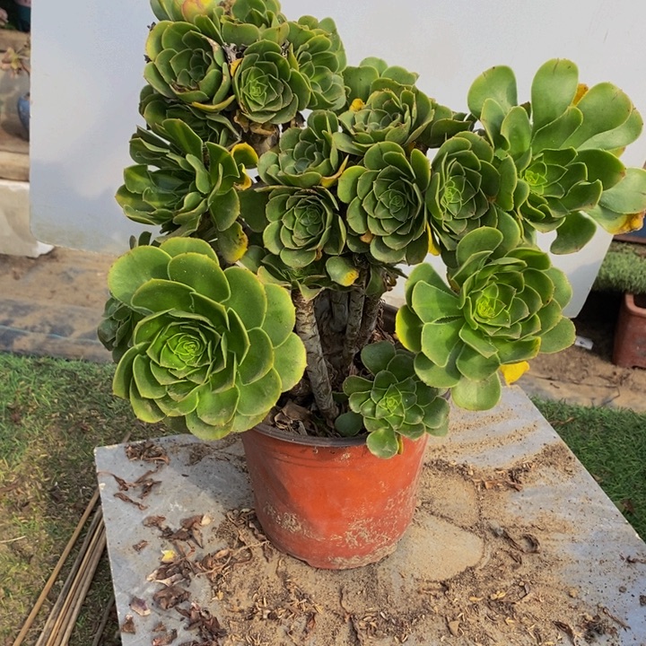 完全开放937号碧螺春多肉1颗多肉