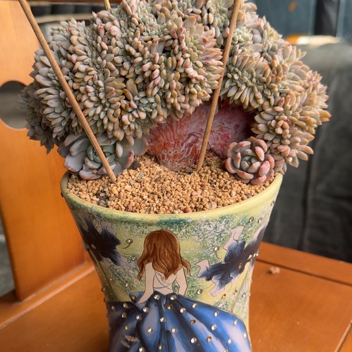 星影树缀无砍多肉