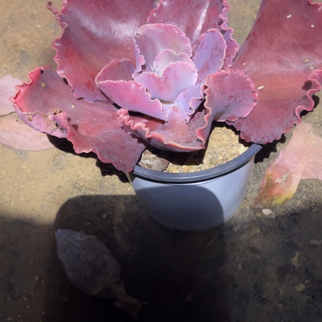 微***甜5 5号包菜系列多肉植物1棵