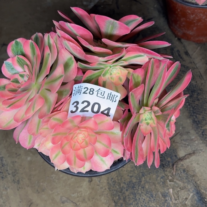 3204女巫多肉植物