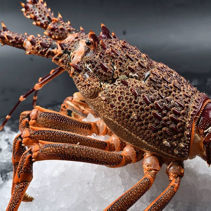 100起拍现称现卖链接顺丰冷链发货澳龙