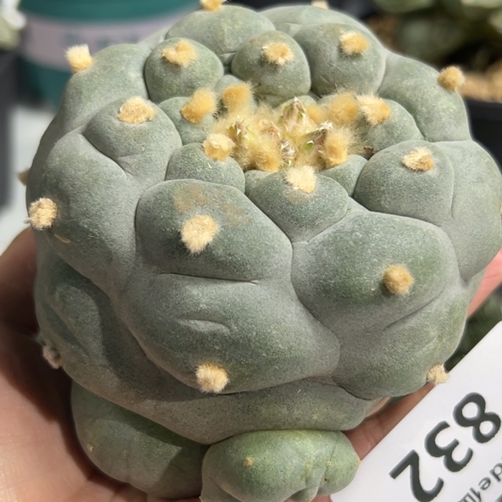 832 可帮发根可发货