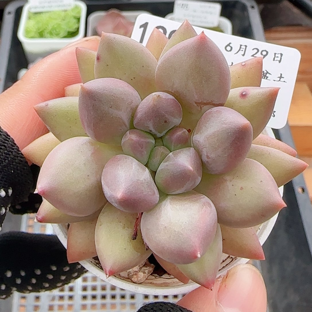 多肉0629-199红蜻蜓