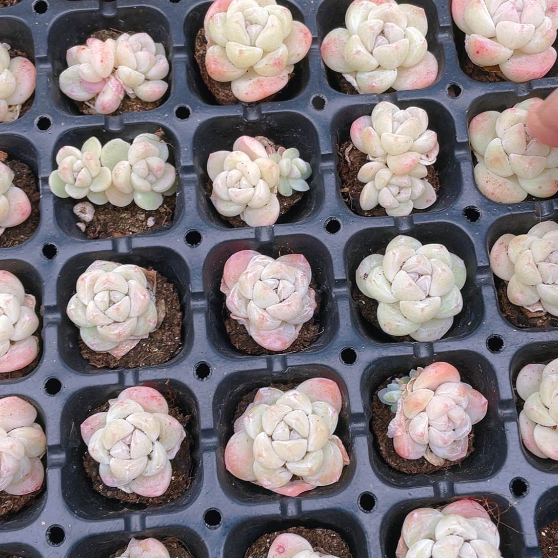白体冰玉穴一个满25包邮