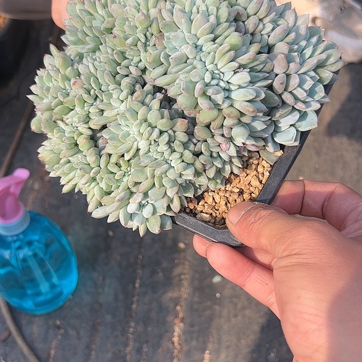 【闪购商品】星影缀