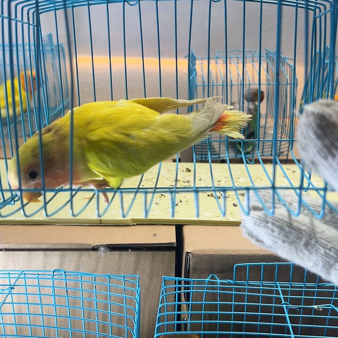 桃脸牡丹鹦鹉牡丹黄桃