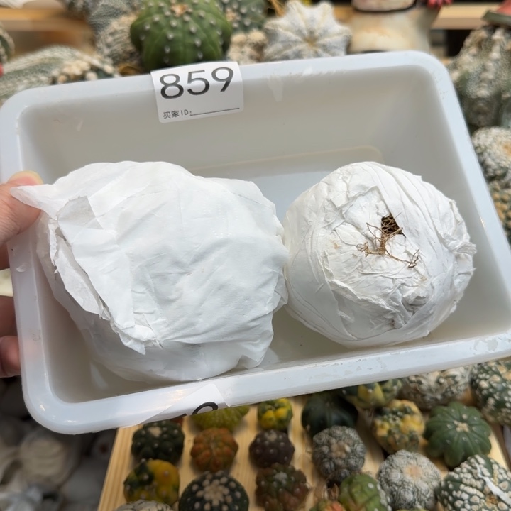 兜星球仙人球859号