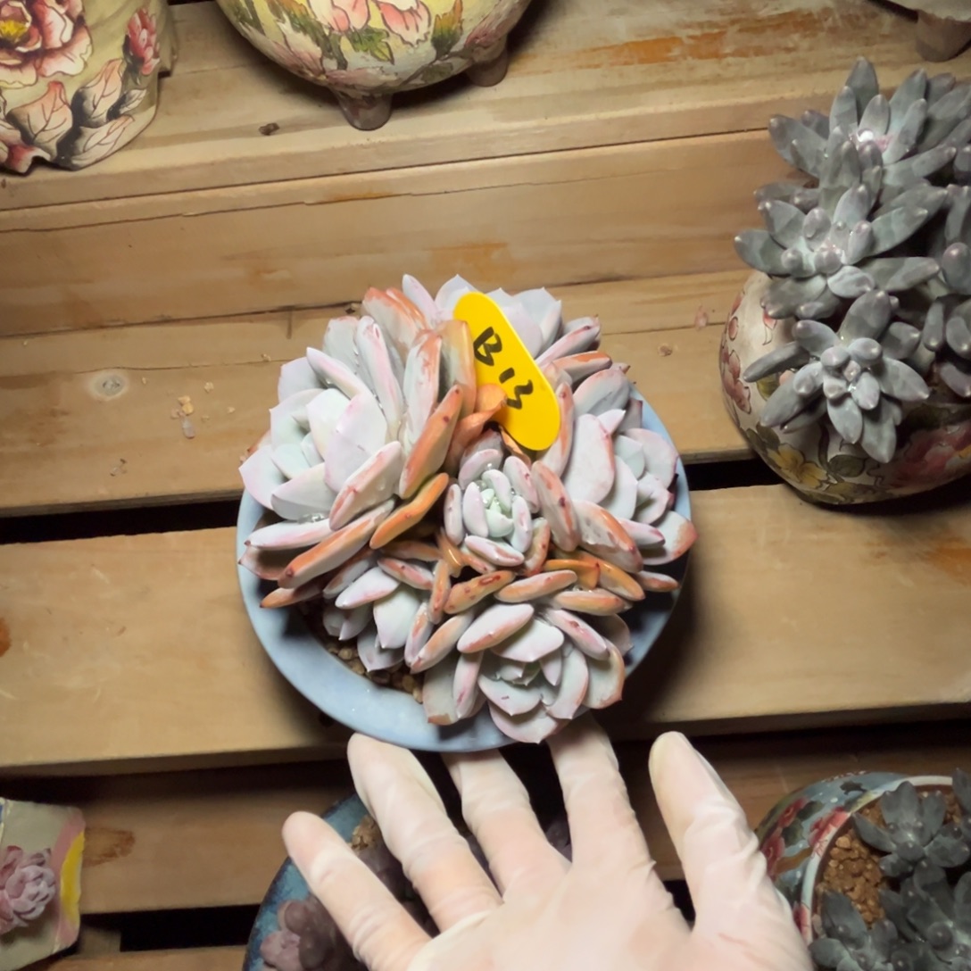 b13奶茶群生呀呀呀呀