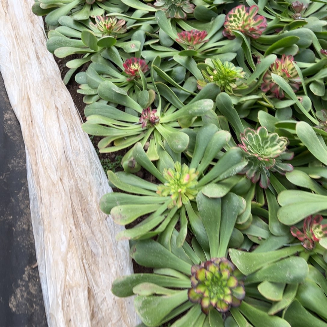 m***y魅惑嫁接多肉60号多肉