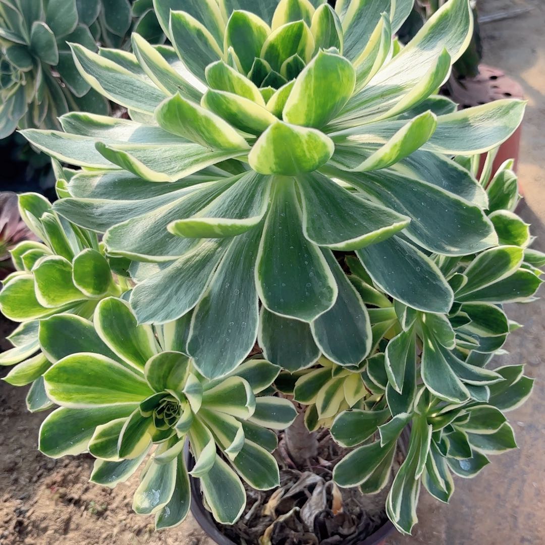 O. 8172绿玫瑰白多肉