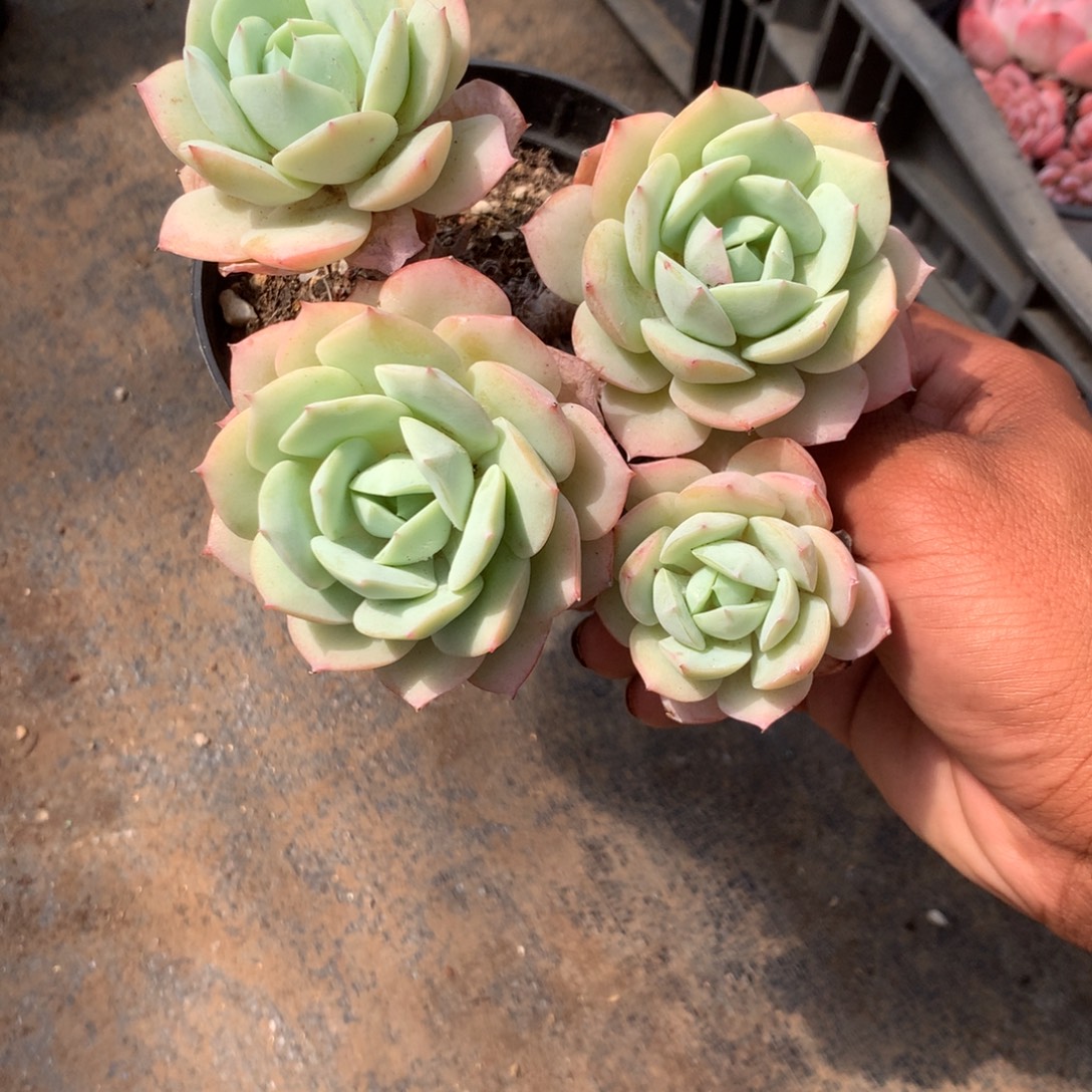 那就是说要有好朋友在等