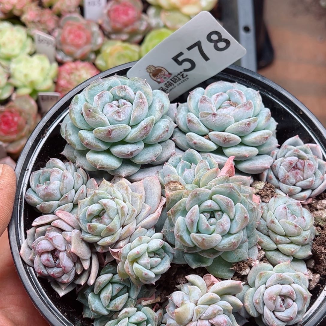 多肉植物多肉植物