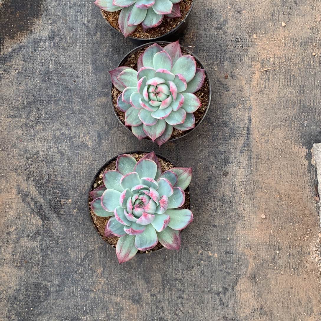 T***笑惊鸿单头多肉植物