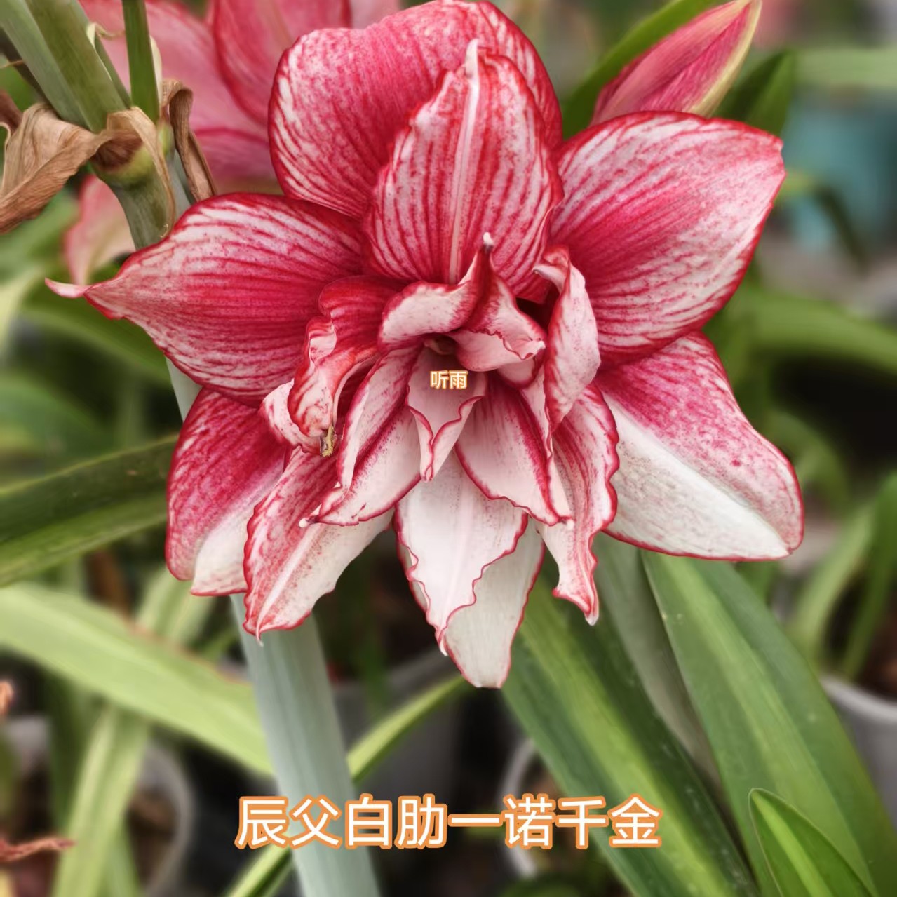 朱顶红辰父白肋朱一诺千金