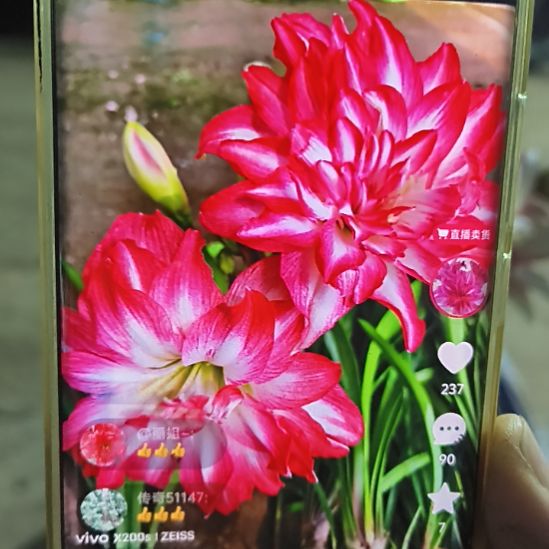 完全开放梦露5+是