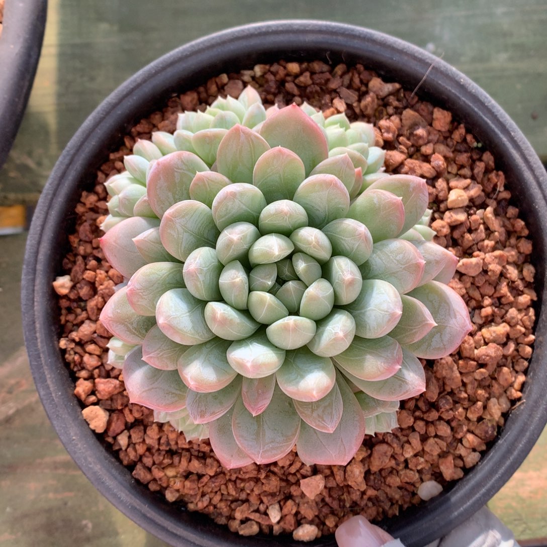 百达翡翠 手捧 一颗 