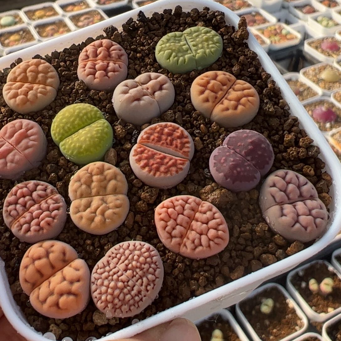 脑纹4年母本带盆多肉植物