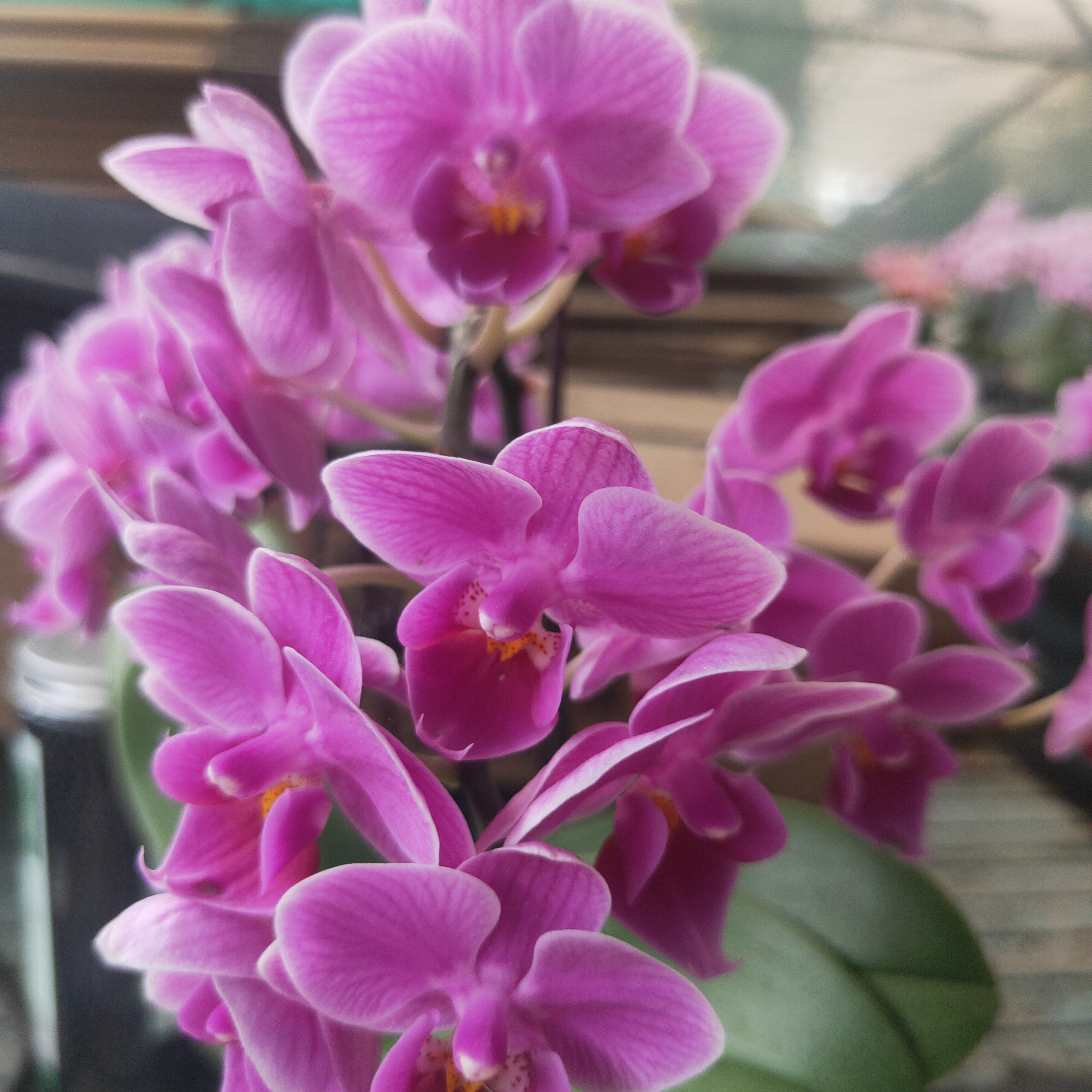 春丽二级进口洋兰