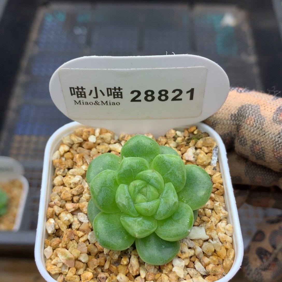 多肉植物麦秆珍妮