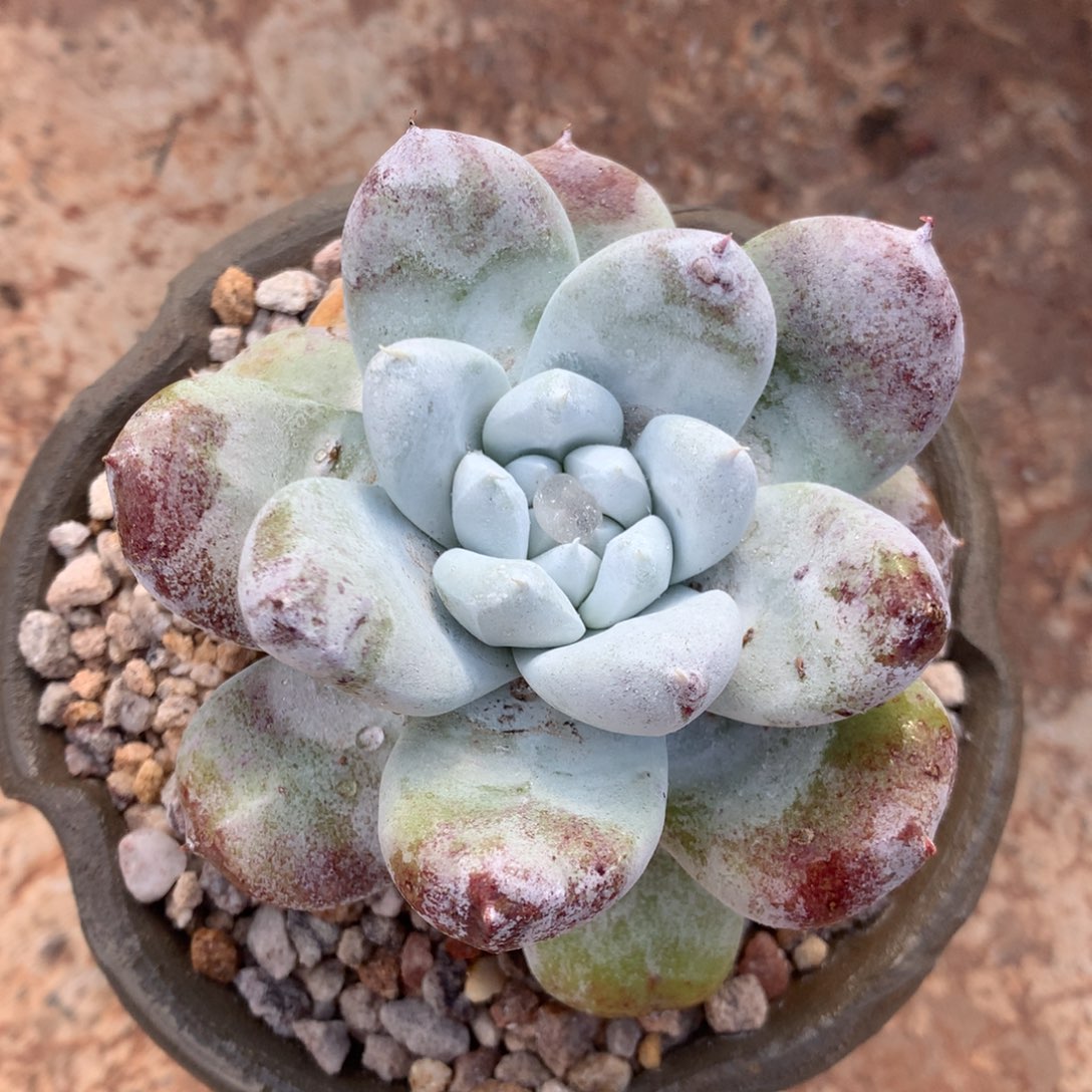 拇指，拍到凑单啦啦啦