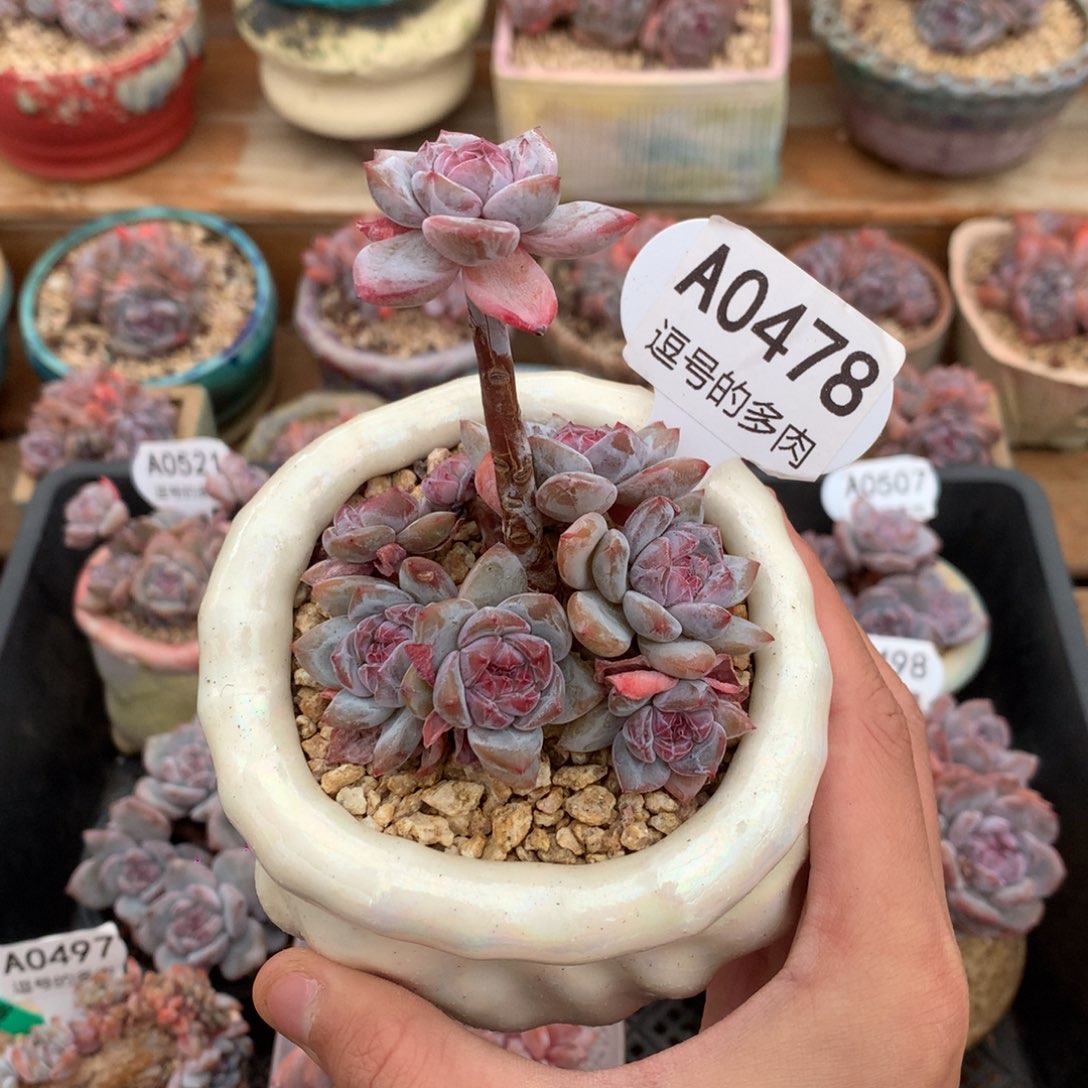 A0478 小脸星影紫心 有砍 7cm