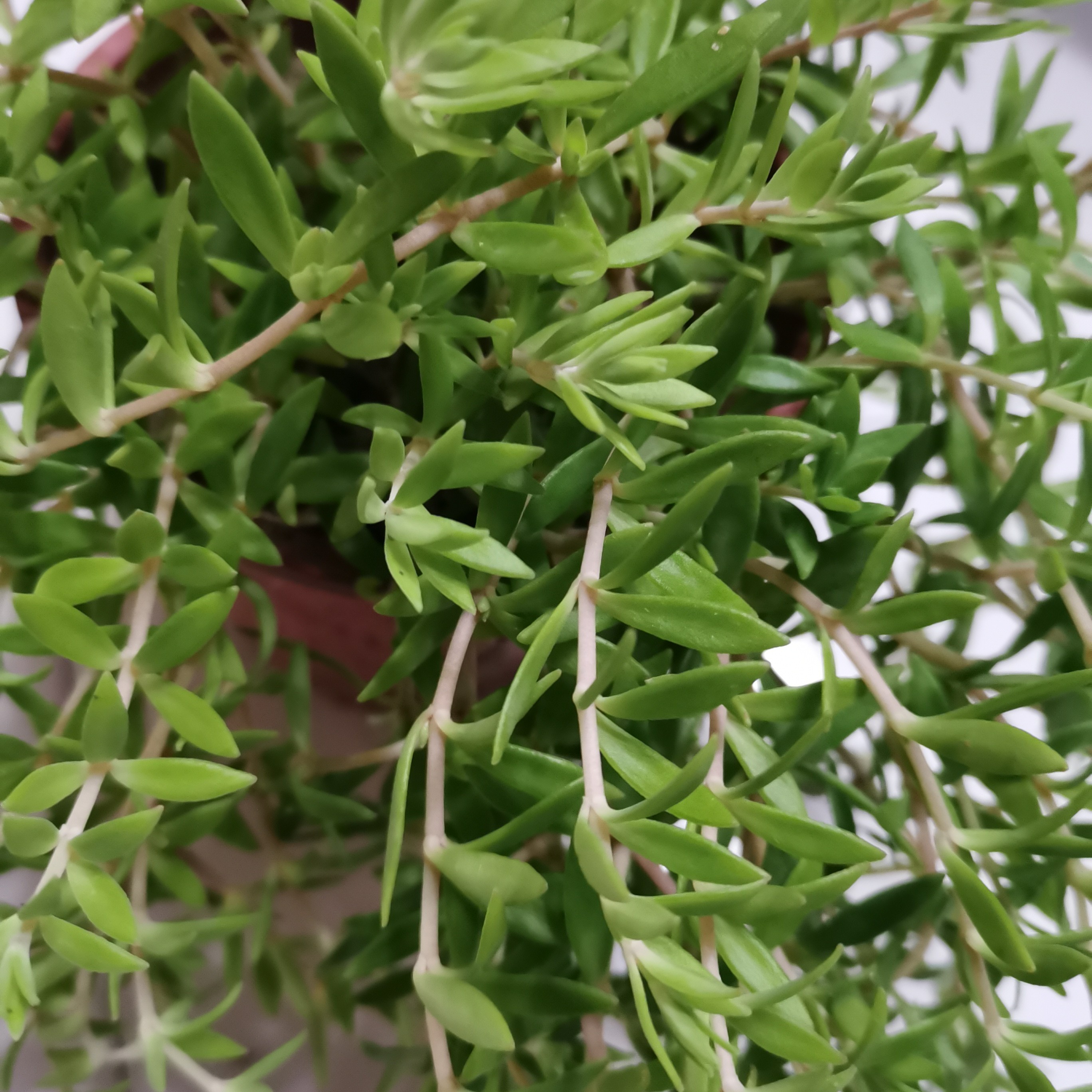 苦味垂盆草，盆景，六盆，去盆发货