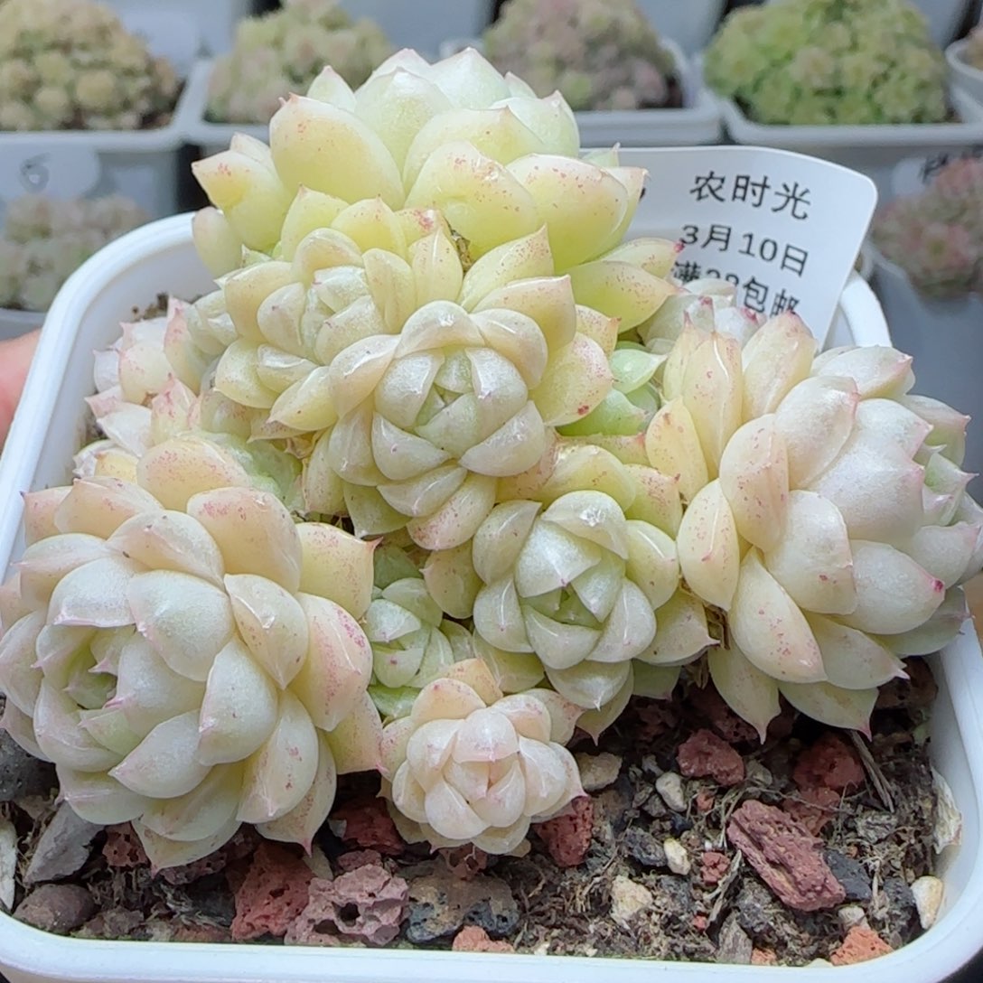 【闪购商品】0310-117包子麦杆