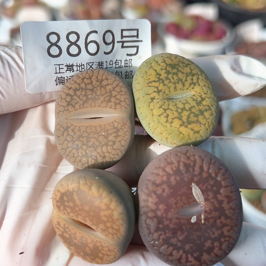 好养易活生石花大母本8869