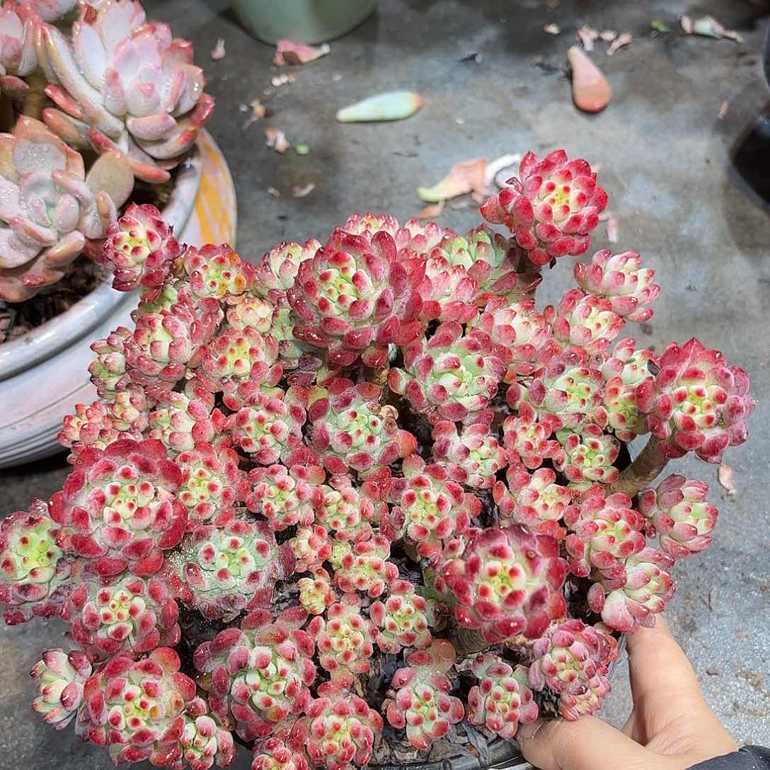 同温层多肉蓝苹果447