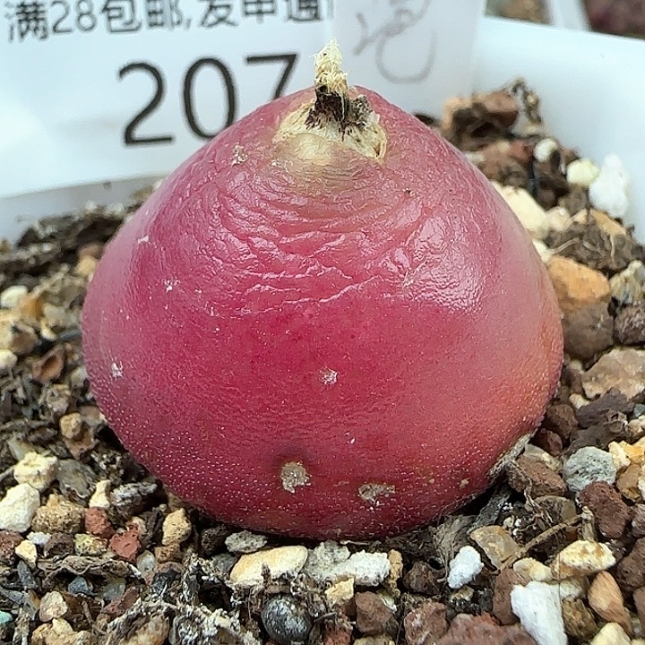 w207。        灯泡。    