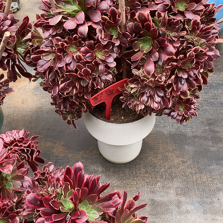 元***子欧嘉莉朵朵寄养不发货