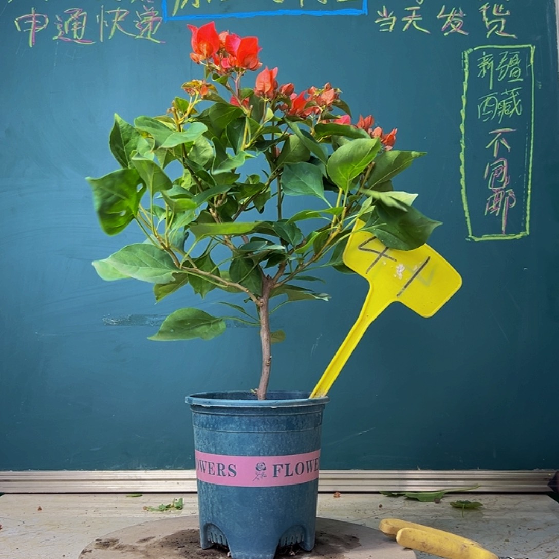 当前无花栽培后可以开花福利  暗斑夕阳红  41
