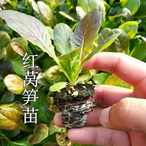 耐寒秋季莴笋种苗菜种窝笋莴苣种籽苗秧秧苗耐寒红笋四季蔬菜红皮