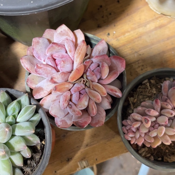 527 满20包邮脱土发货