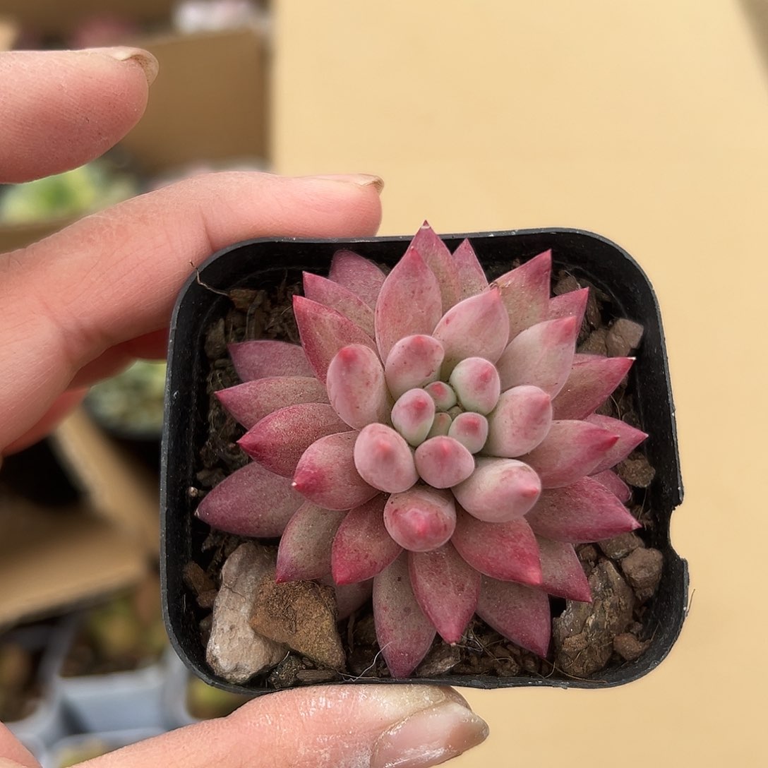 多肉植物金鱼姬单头