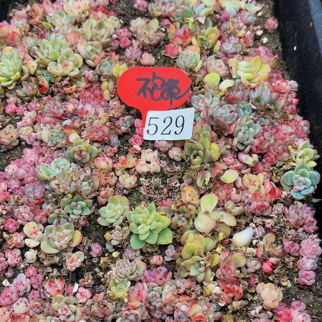 多肉植物多肉植物529