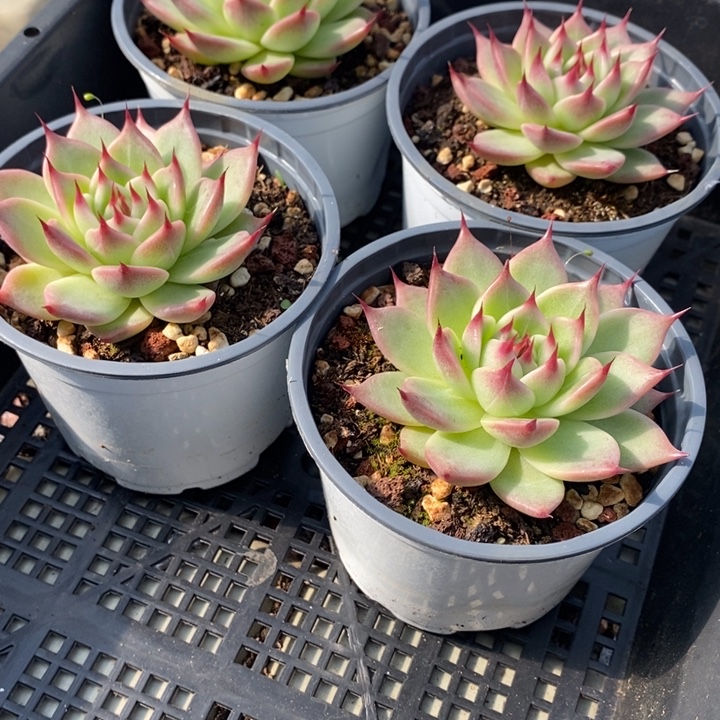 76 多肉植物盆栽花卉