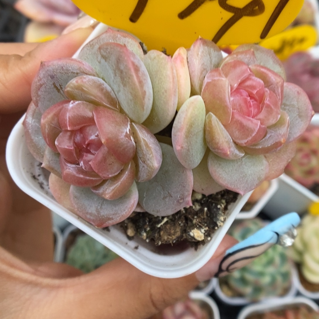 x103粉钻心珍妮9741号