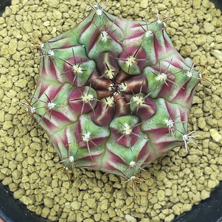 精美米哈 葡萄紫臀 一物一拍