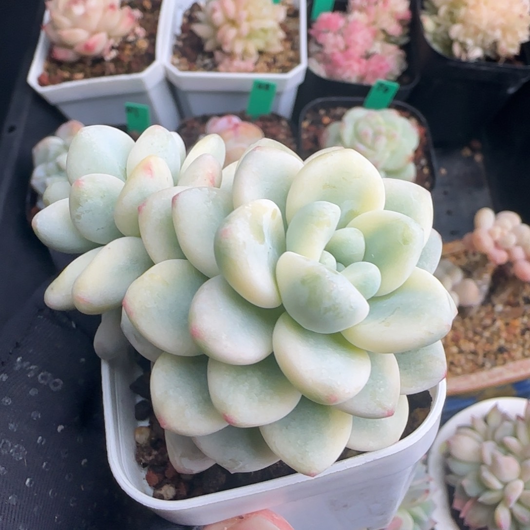 多肉51  劳尔锦   5厘米盆