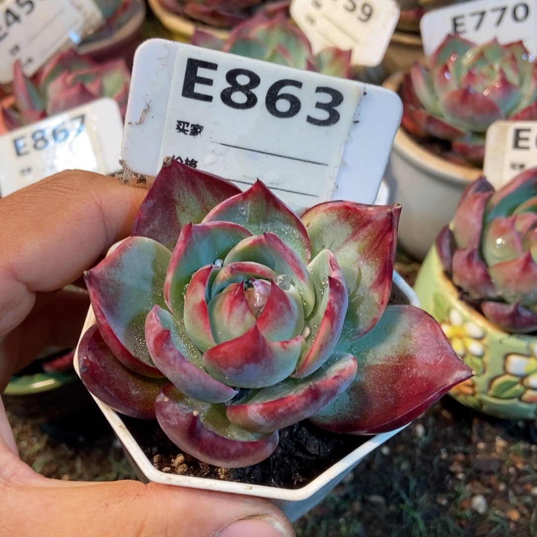 惊鸿一瞥863号多肉