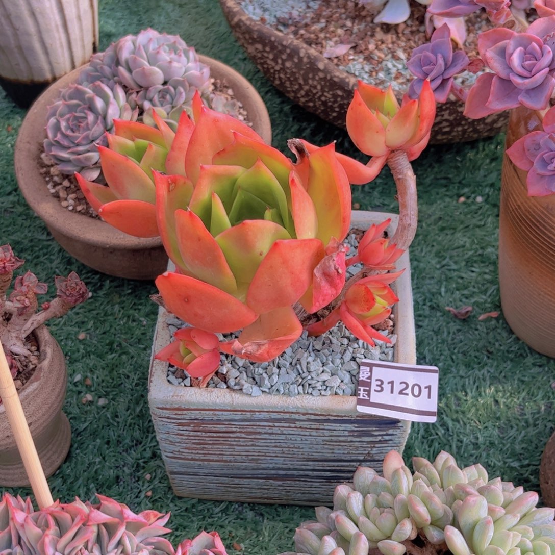 流***云腾云多肉植物31201