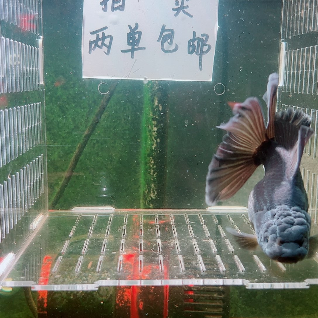 金鱼百褶泰师亚成15